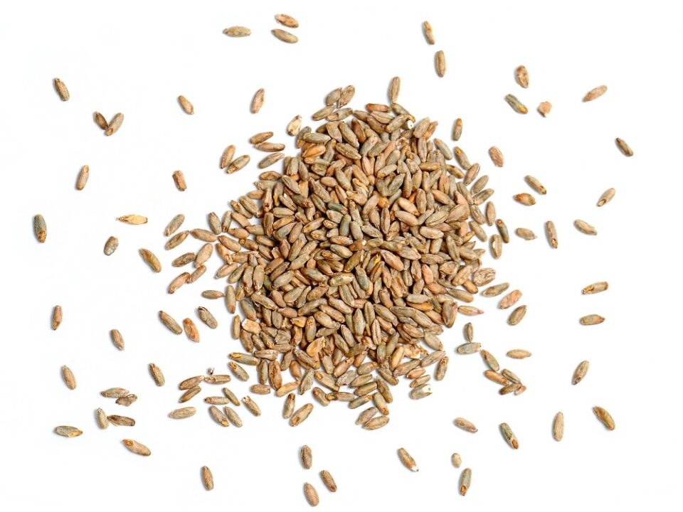 Rye