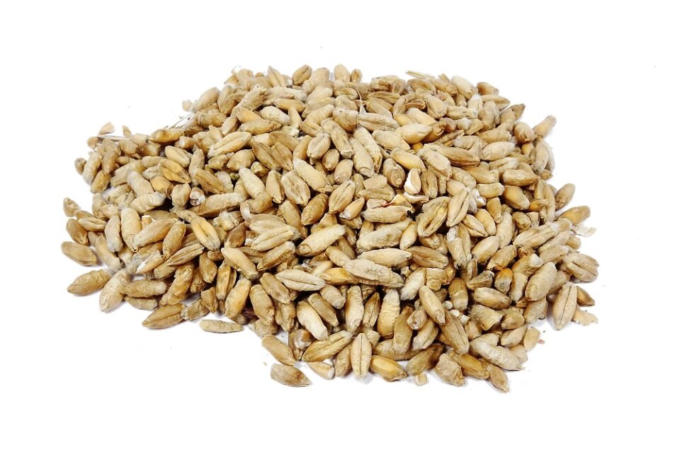 Triticale