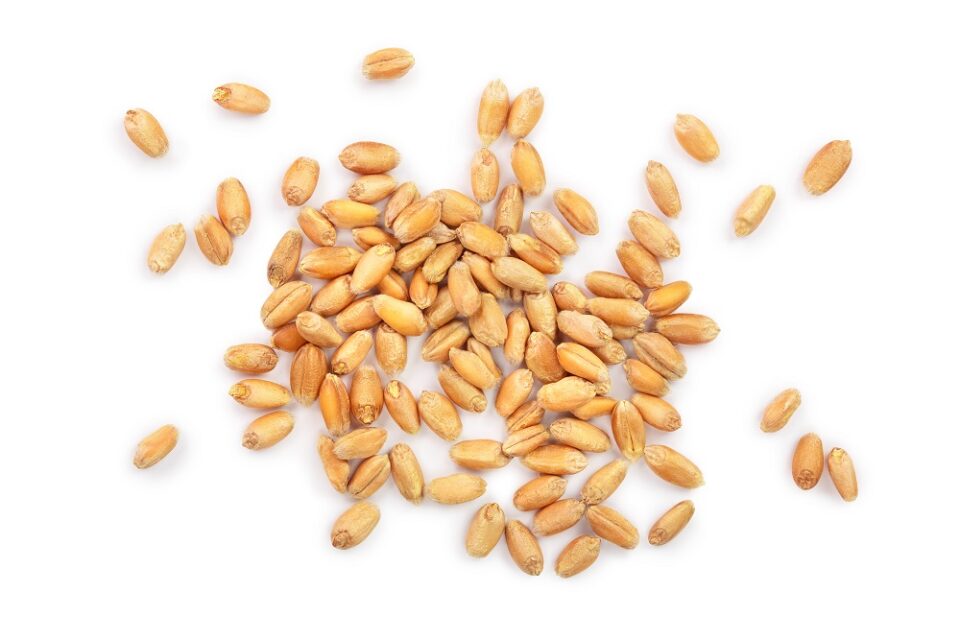 Wheat