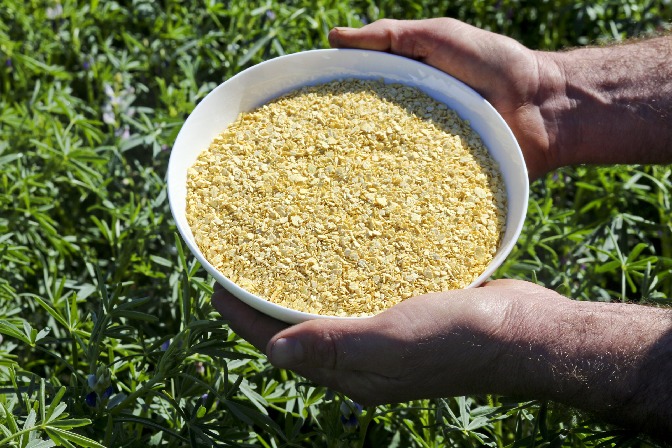 Declaration of Lupin as an Allergen